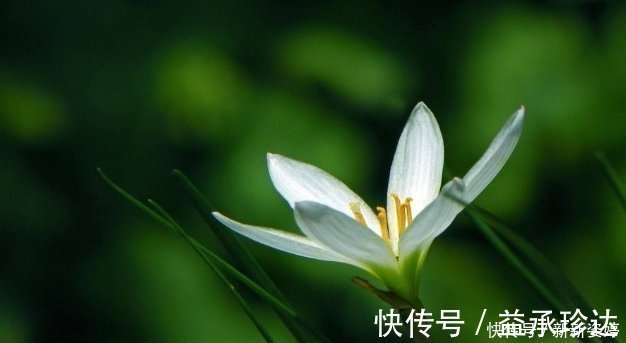 此花沾土就能活,花开又多又美,香气更胜兰花,寓意坚贞不渝的爱