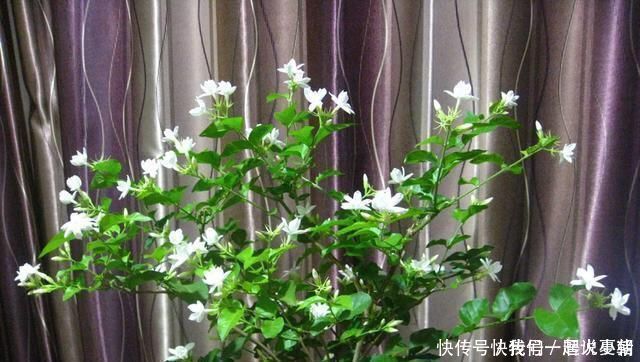 养茉莉花,只用了一个小诀窍,花开的又多又香,太赞了