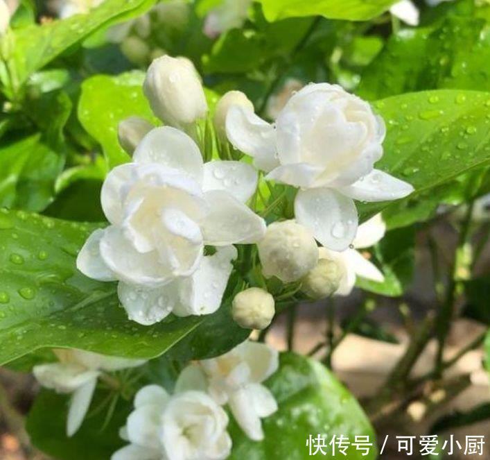 养花就养3种花,家里养一盆,比绿萝好养,10元1盆,阳台变花海!