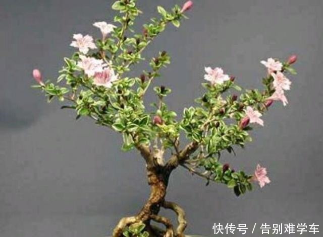 六月雪盆景,咋让它更美更漂亮呢!