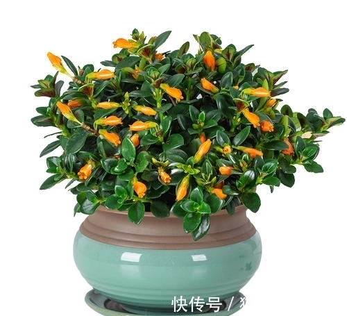 金鱼吊兰怎么养，这些方法最实在