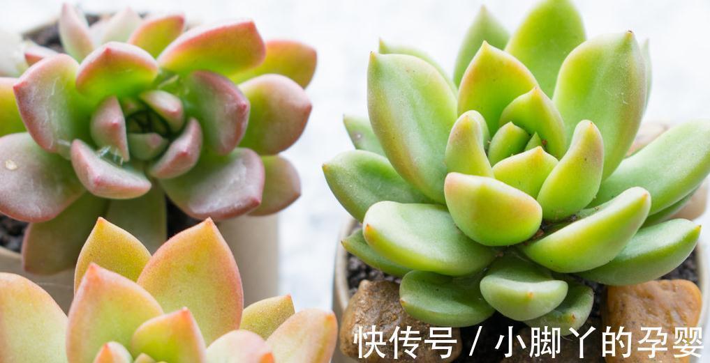 多肉植物底部枯叶该清理吗,别纠结,别让枯叶伤害到美美的多肉