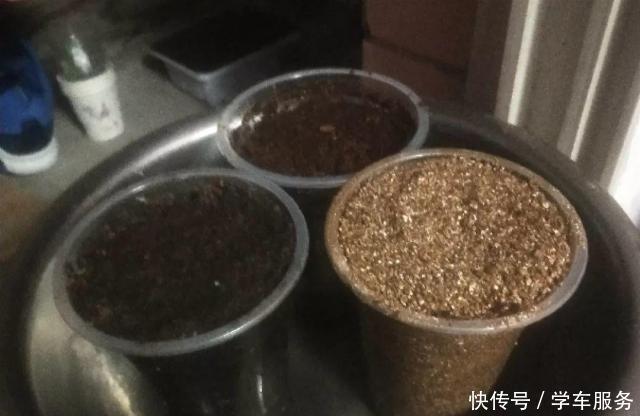 3种花，就得趁现在扦插，再晚就不生根了！3种花，就得趁现在扦插，再晚就不生根了！