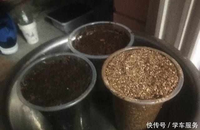 3种花,就得趁现在扦插,再晚就不生根了!3种花,就得趁现在扦插,再晚就不生根了!