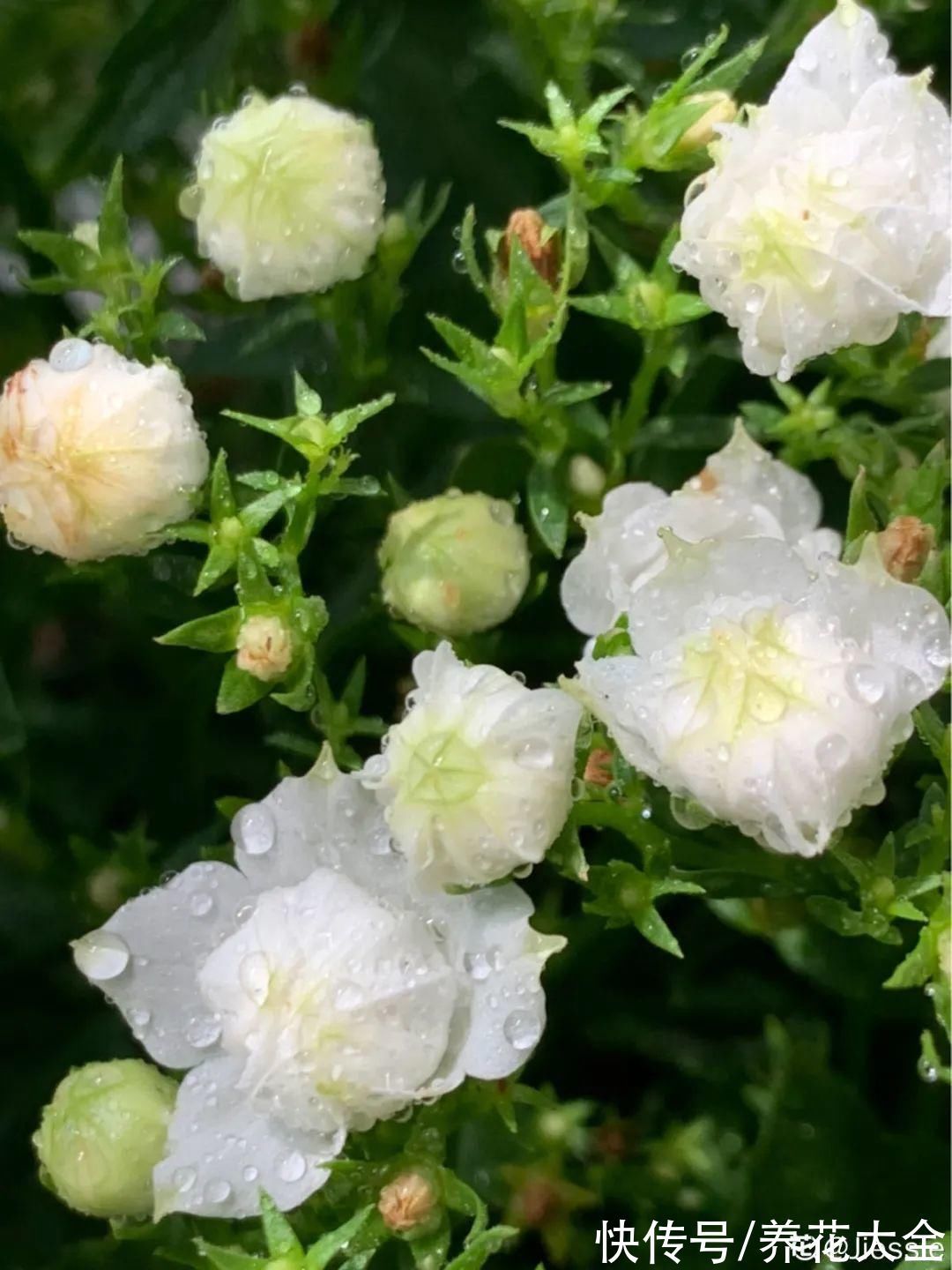 花苞|今冬最火网红花，密密麻麻“风铃”花苞，气质十足有格调