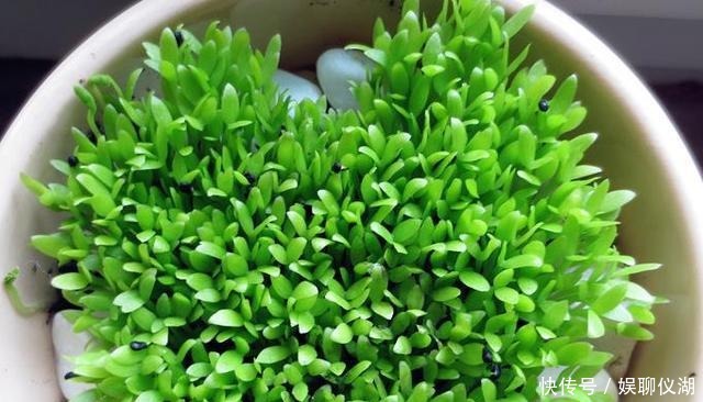 果树|养花不如种“果树”,挖1勺“水果籽”到花盆里,1个月成盆栽!