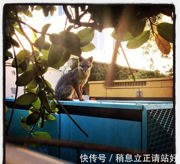 邻居|Facebook总部的新邻居　密谋接管网路世界．．．
