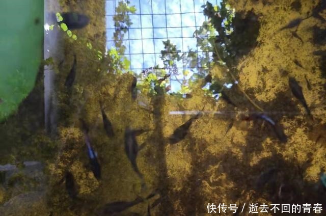 幸福|上千条孔雀鱼在封闭的浮萍下生活着,拨开浮萍全是鱼,它们好幸福