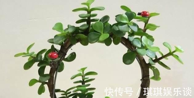 金枝玉叶掉叶子怎么办金枝玉叶叶子一碰就掉原因及解决方法