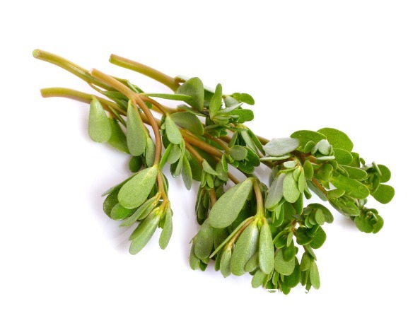 野菜|开春挖野菜,送你“野菜大图鉴”,教你轻松识别20种野菜