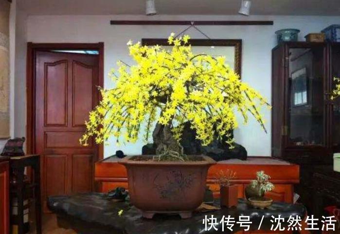 耐寒|5种花冬天再冷也不怕，年前搬进室内，过年就开花，喜庆又漂亮！