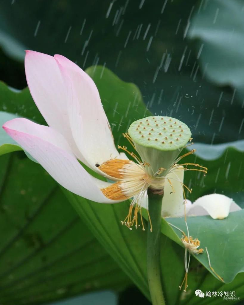 为什么“天要下雨”，然后“娘要嫁人”？