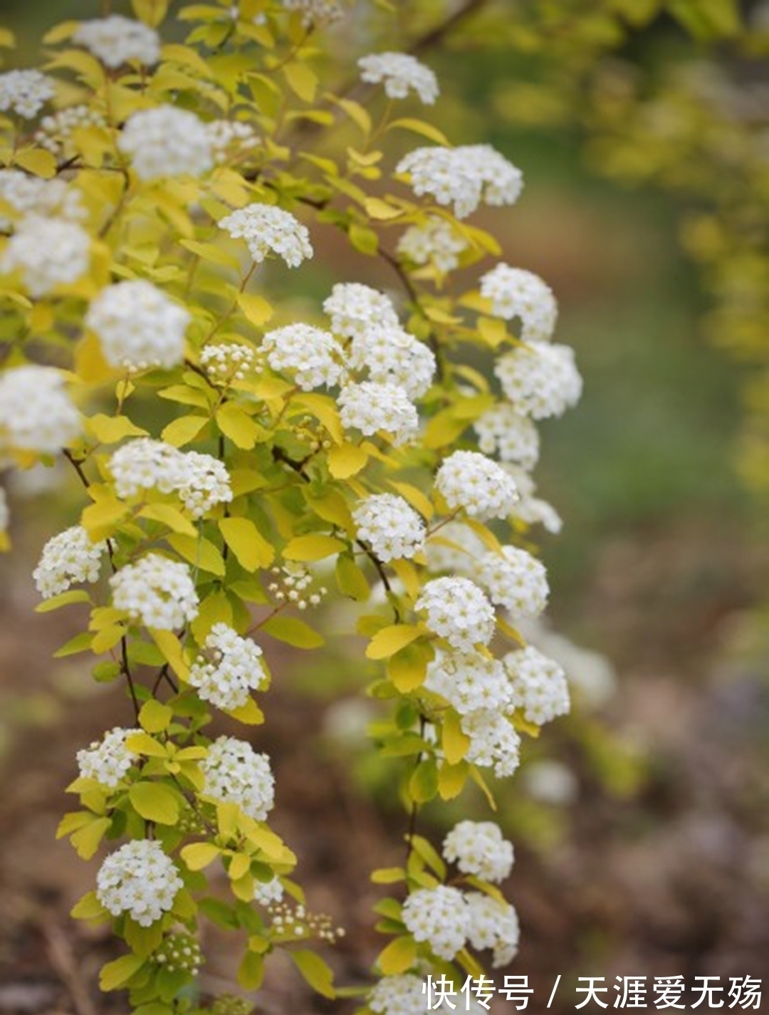 秋天!经典4句,赏花人记住这些诗词,秋天这一个月就不白忙活了