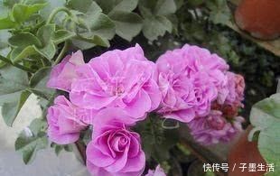 此花比绿萝好养，花开如玫瑰，掐个枝”插土里“就能活，夏天养花选它