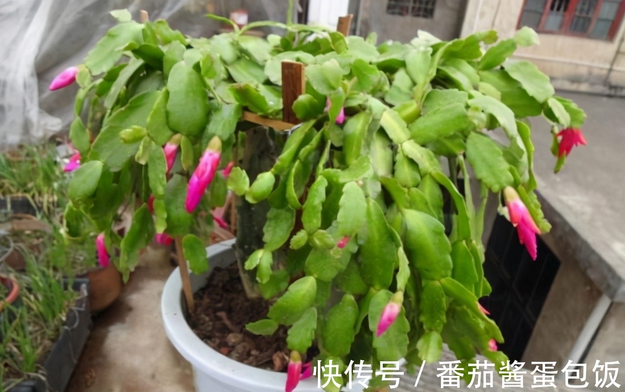 此花胜似“蟹爪兰”,花型美,花量大,一次可以嫁接多层