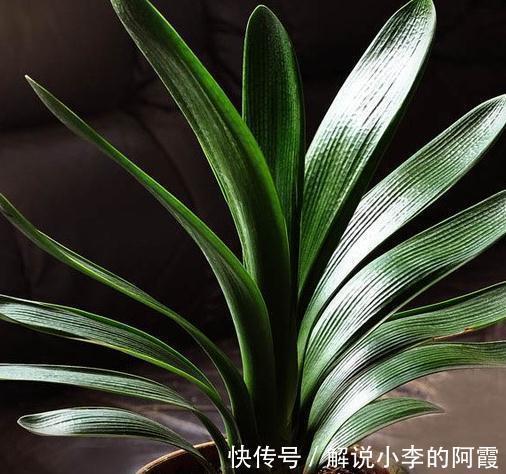都说君子兰养活容易,养好很难,其实关键在这一步