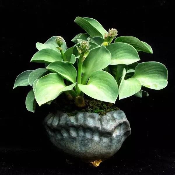 山野草，也高雅！