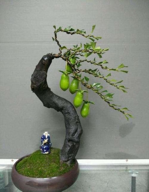 盆景行业怎么样？