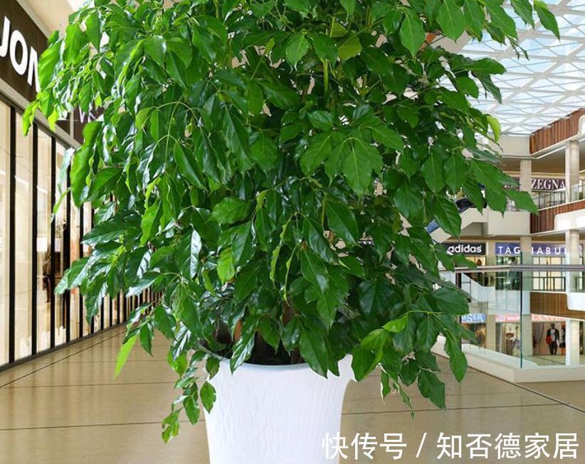 繁茂|室内盆栽种树选这3样,枝叶繁茂,四季常青,寓意好