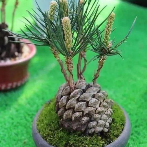 松树|老王捡了几个松果,回家种花盆里,隔两天浇次水,一个月长成盆景