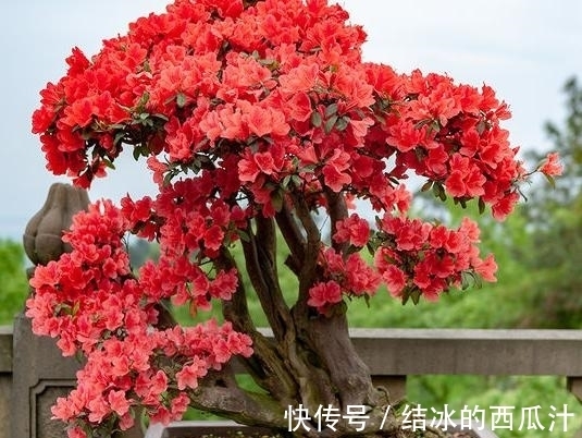 果皮|养杜鹃花，家中常备这2种水溶液，保管盆栽叶子绿、开花旺