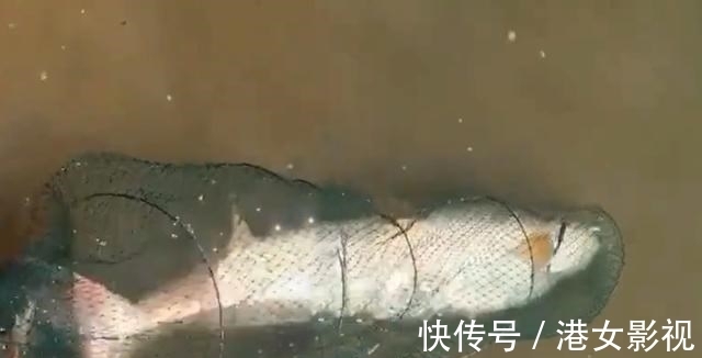 水老虎|江苏一大爷钓上“水老虎”,放鱼护却跑了,网友:估计半年睡不好