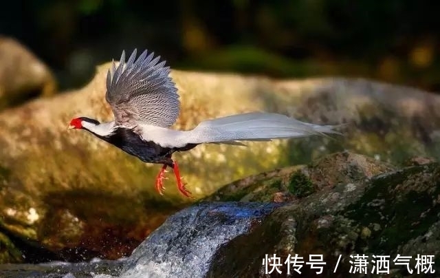 白鹇|白鹇鸡！太美了！