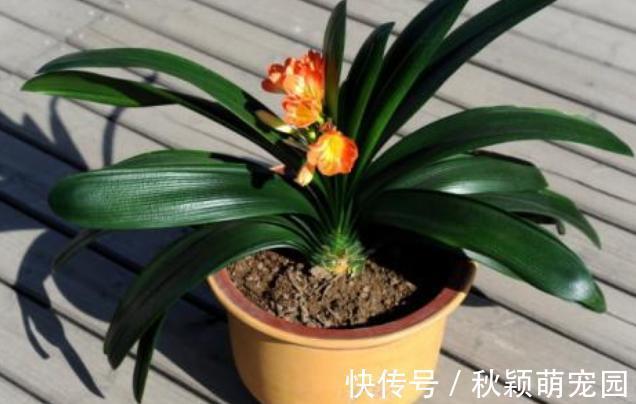 盆栽|为什么盆栽君子兰长势不佳？找准这3方面原因，叶片突突长不停