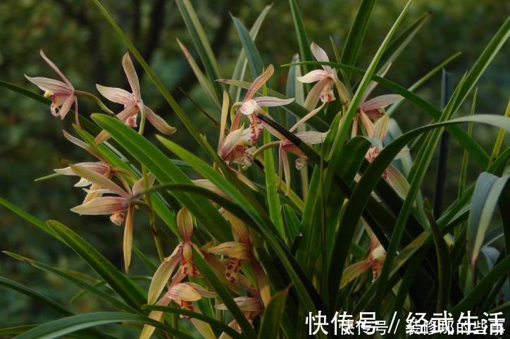 买到兰花难服盆？先学会上盆，再学会缓苗，服盆快发芽多！