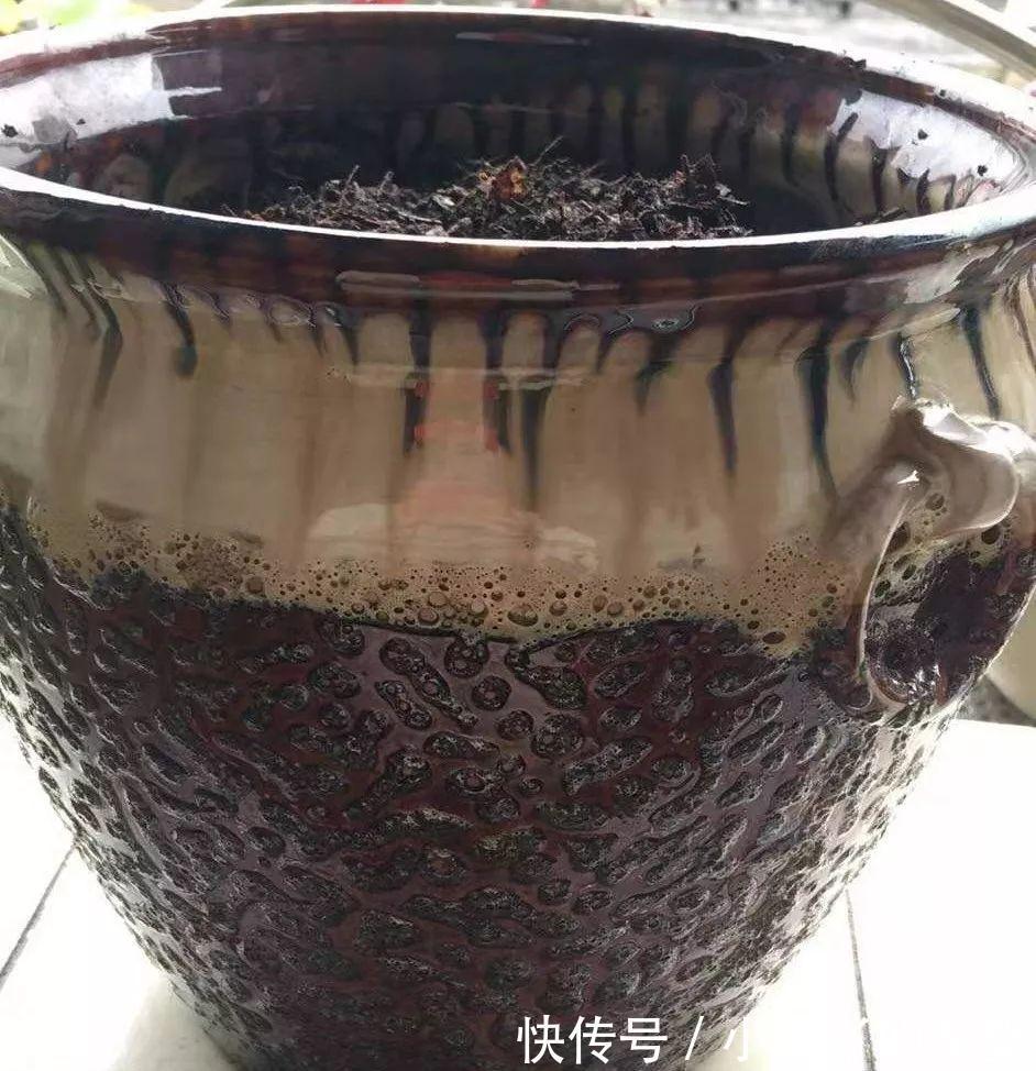 小心养护的君子兰,轻轻一提,发现根全没了,咋回事