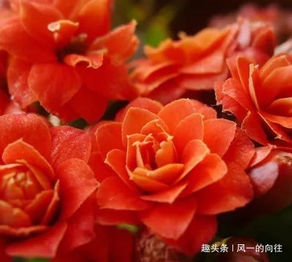 这三种花号称懒人花,越是勤快越养不好,扔那不管反而轻松爆满盆