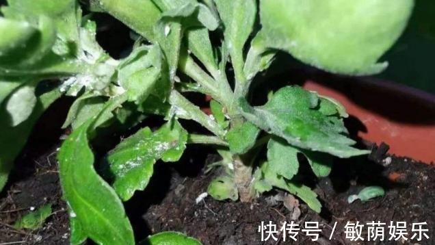 容器|养花招虫除不尽3个小技巧,让盆栽里一个虫子都没有