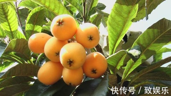 止咳|专家讲解常吃枇杷,能防疾润肺,止咳治头疼,降血糖