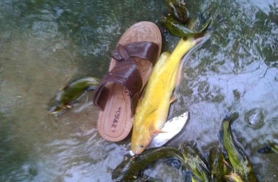 洪水过后去钓鱼，这么大的黄颡鱼，还是头一次钓获