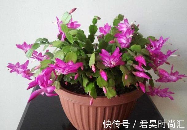 居家自制肥：别光盯着淘米水了，用它们做花肥，营养价值更高