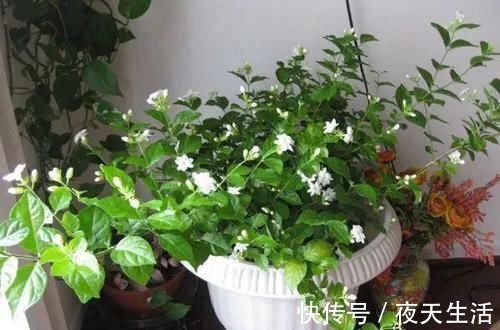 落花|茉莉花有“3怕”，不知情的话，就会黄叶和落花，您别忽视
