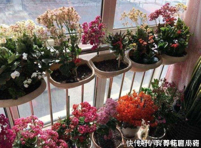 茉莉花|喜欢逛花市,碰到5种老桩不要买,开花少难养活,影响心情浪费钱