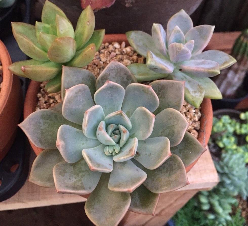 多肉植物度夏,有3招,到了秋天就变美,颜值更高了