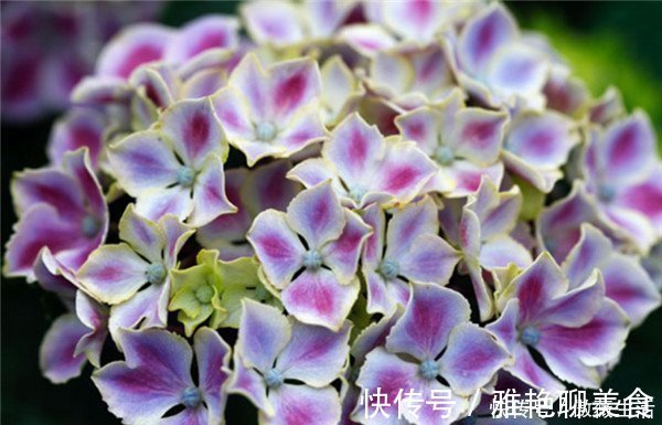 花色|美艳动人的3款花，花色美丽，香气四溢，四季都开花，养护也容易