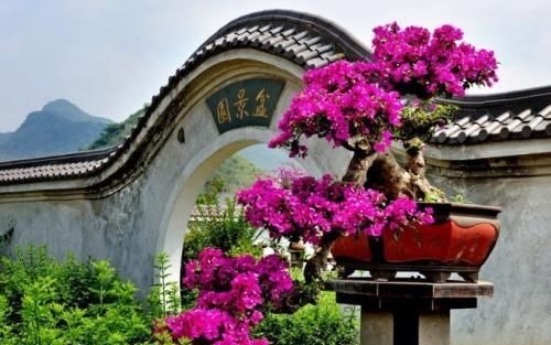 养了5年三角梅，从不控水，依然爆花，教你两招，一茬接着一茬开