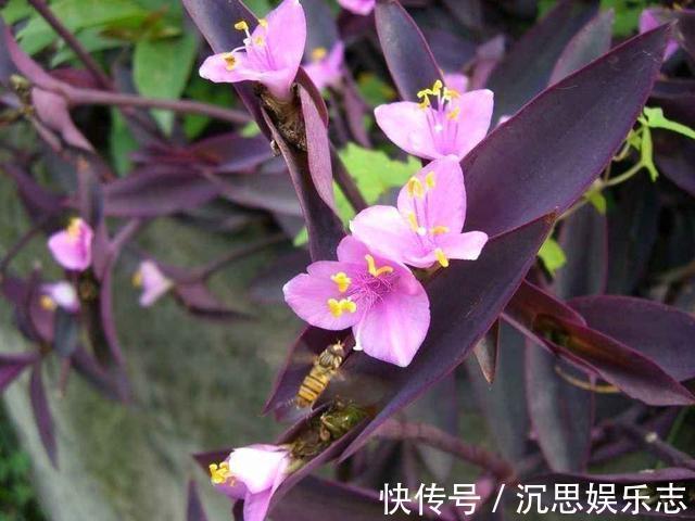 扦插|紫竹梅扦插有技巧，做好几点，生根快，轻松一盆变多盆