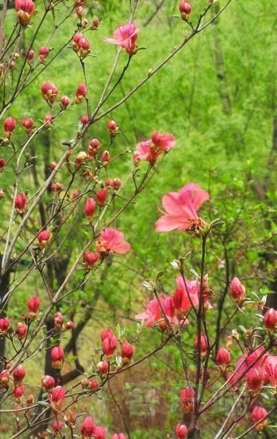 鲁山:醉美人间四月天 诗景龙潭赏杜鹃