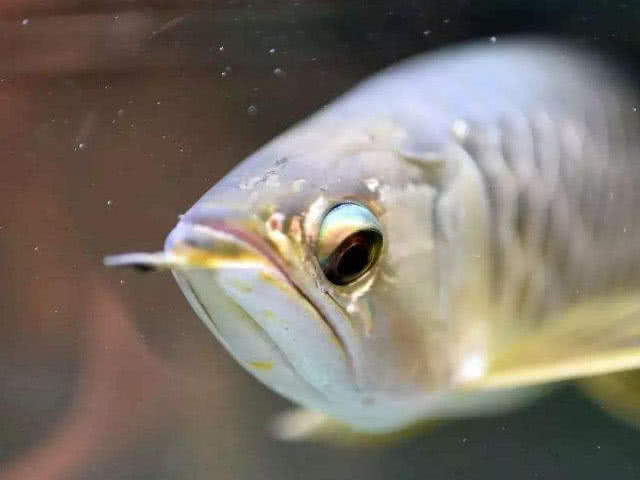 家长|鱼的3个部位,会让孩子越吃越笨,可你总留给孩子,家长不要忽视