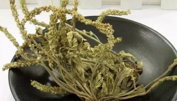 尿床|人们把这总植物称为“尿床草”,药用价值极高,但是却无人问津