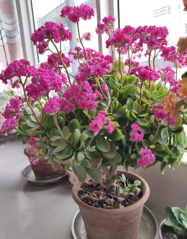 家里养盆虎皮兰，小花盆、挤着养，疯狂开花爆小崽！