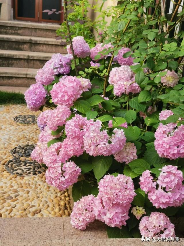 圆滚滚的绣球，瀑布般的花墙，这届花友也太会种花了吧