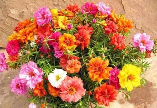 阳台小型草花选这5种，只要光照充足，就能变成“开花机器”