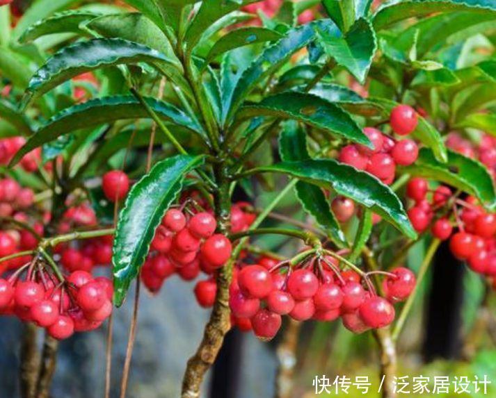 花就养4种花,家里养一盆,花色鲜艳夺目,花朵美艳迷人