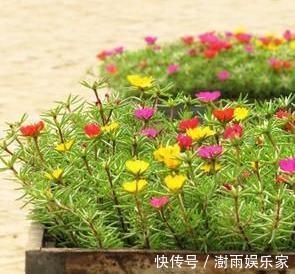 浇水|太阳花“牡丹”养一盆,浇水不用管,生息起伏,自生自灭