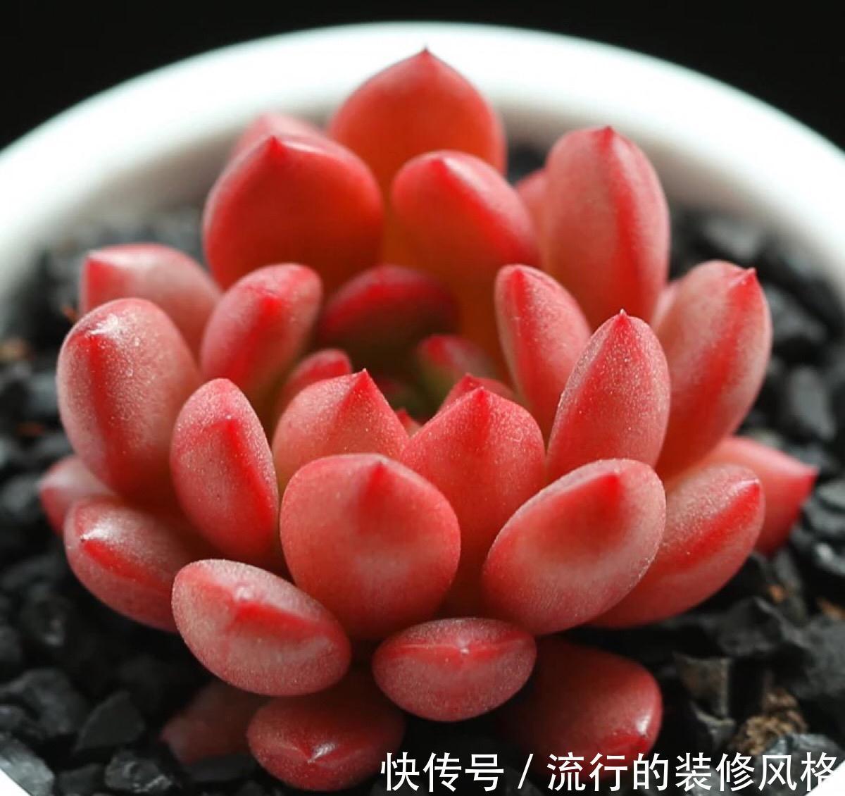 不想肉肉分分钟死给你看,赶紧入手这些皮实好养容易度夏的品种